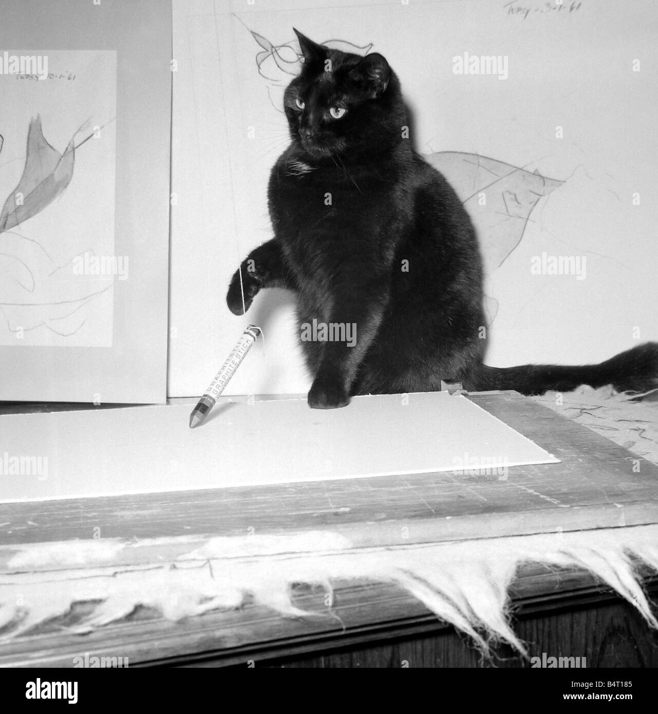La Maravilla Cat Topsy el gato ha tenido sus dibujos exhibidos en una exposición de arte en Londres y seomone hizo una oferta de 350 a Foto de stock