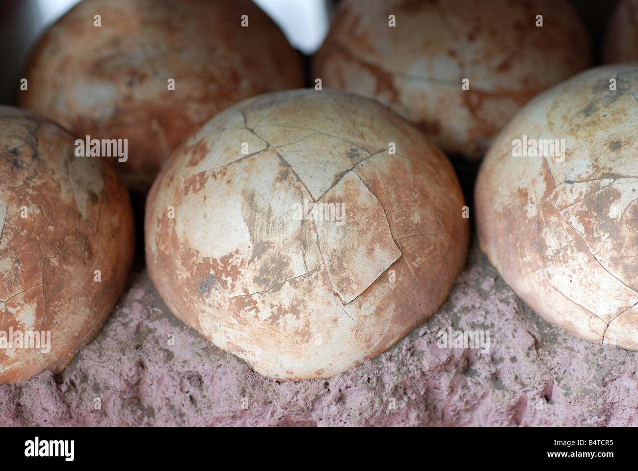 Dinosaur nest and eggs fotografías e imágenes de alta resolución - Página 2  - Alamy