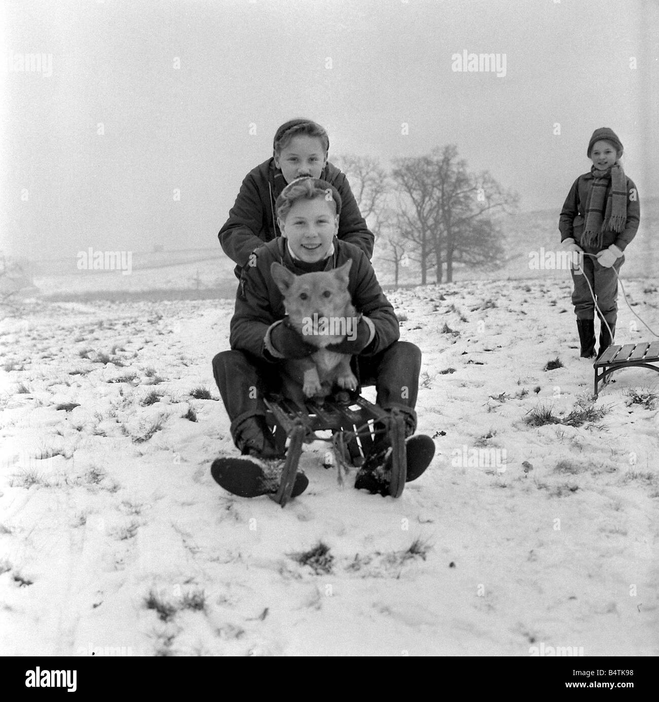 El clima frío de nieve gemelos Frank y Kenneth Wilkinson de Stockport trajo su mascota corgie Scamp el perro junto al parque de Cal Cheshire para disfrutar del trineo Foto de stock