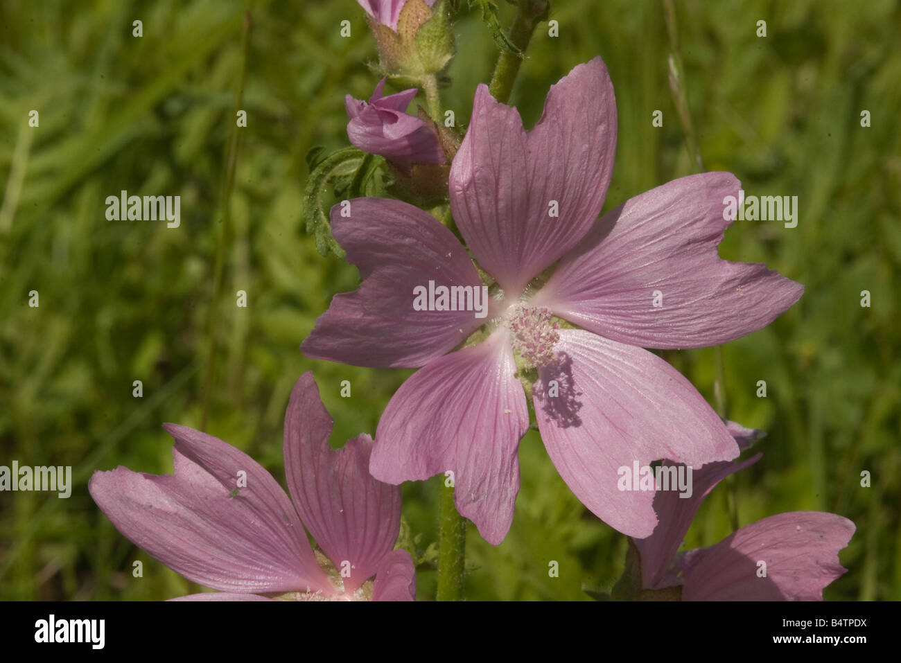 Malva sylvestris planta Wilde Malve flor salvaje Fotografía de stock - Alamy