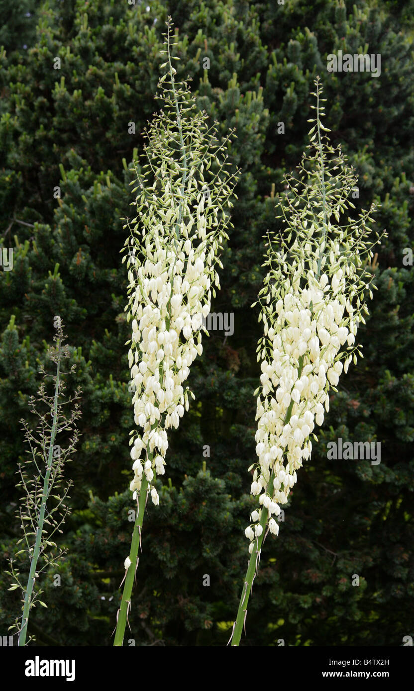 Yuca de hoja de cucharilla, Yucca Filament o aguja de Adán, Yucca filamentosa, Agavaceae. EE.UU., Norteamérica Foto de stock