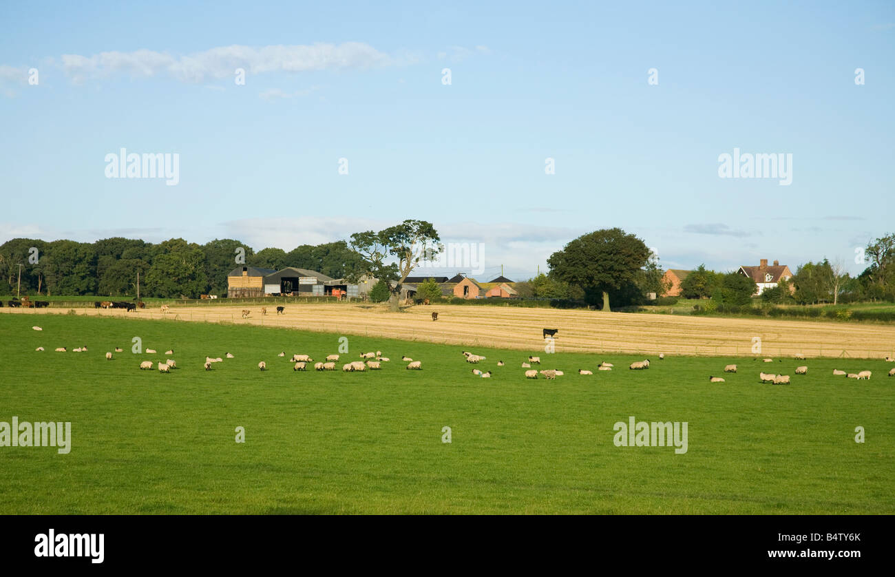 El pastoreo del ganado en inglés meadow fuera de la granja cerca de Shrewsbury en sol de verano Shropshire Inglaterra Reino Unido GB Foto de stock