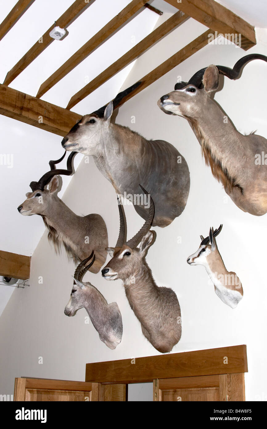 Disparo de peluche cabezas trofeo de caza silvestre colgando en una casa  privada Hampshire Inglaterra Fotografía de stock - Alamy