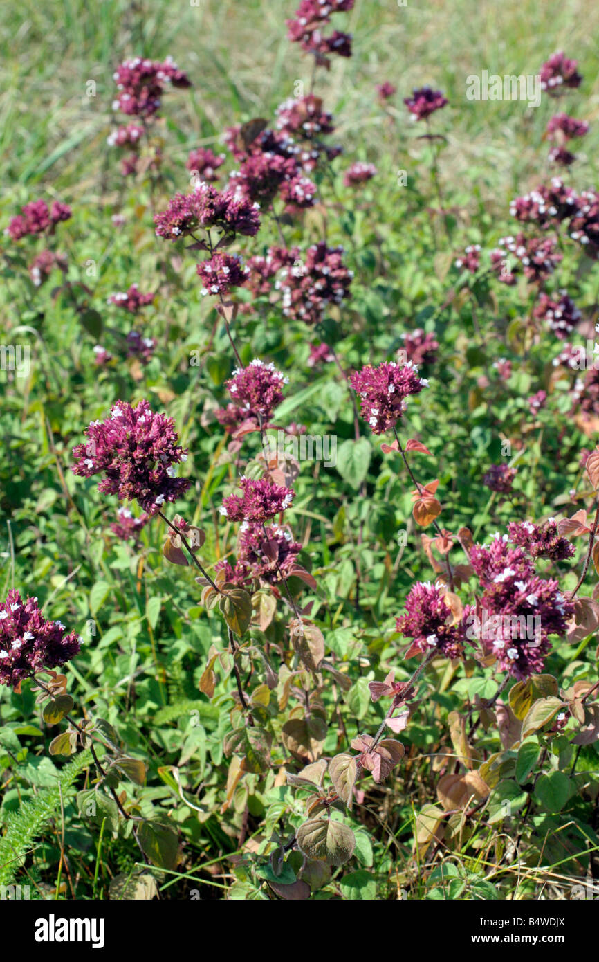 ORIGANUM VULGARE mejorana de crecimiento silvestre Normandía Francia Foto de stock