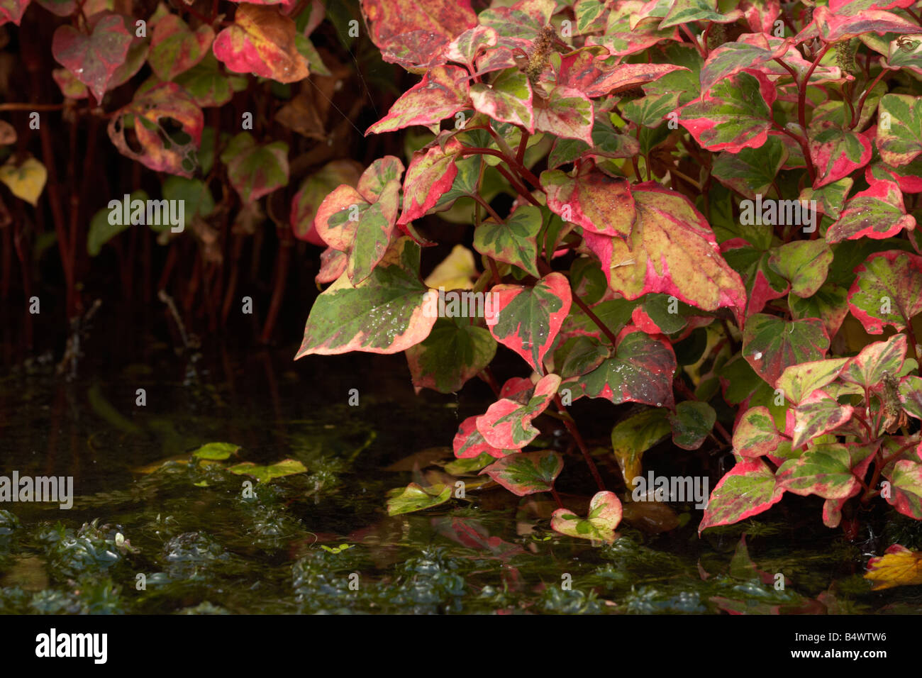 Plantas de agua,vivero Foto de stock