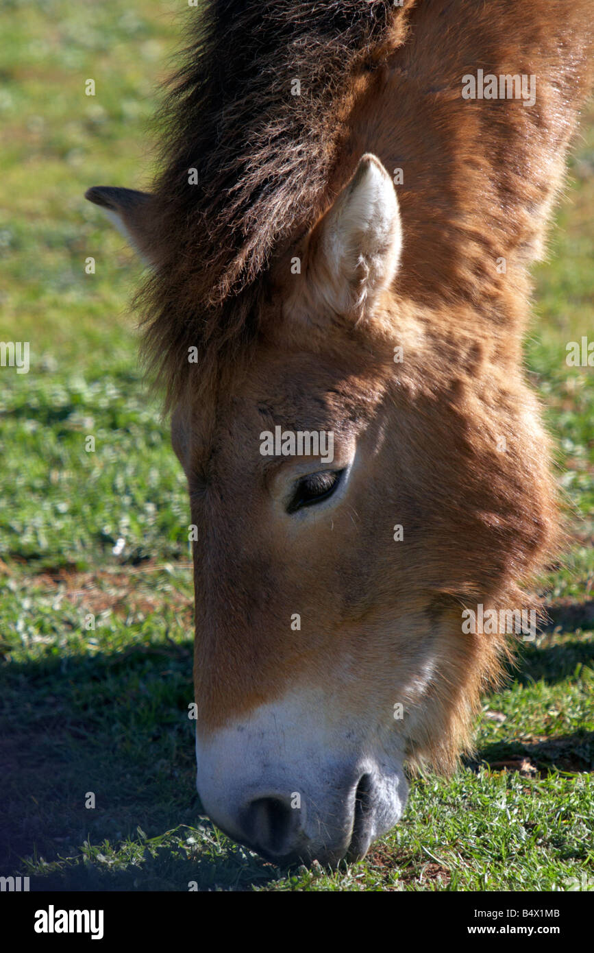 El Caballo Salvaje de Mongolia Foto de stock