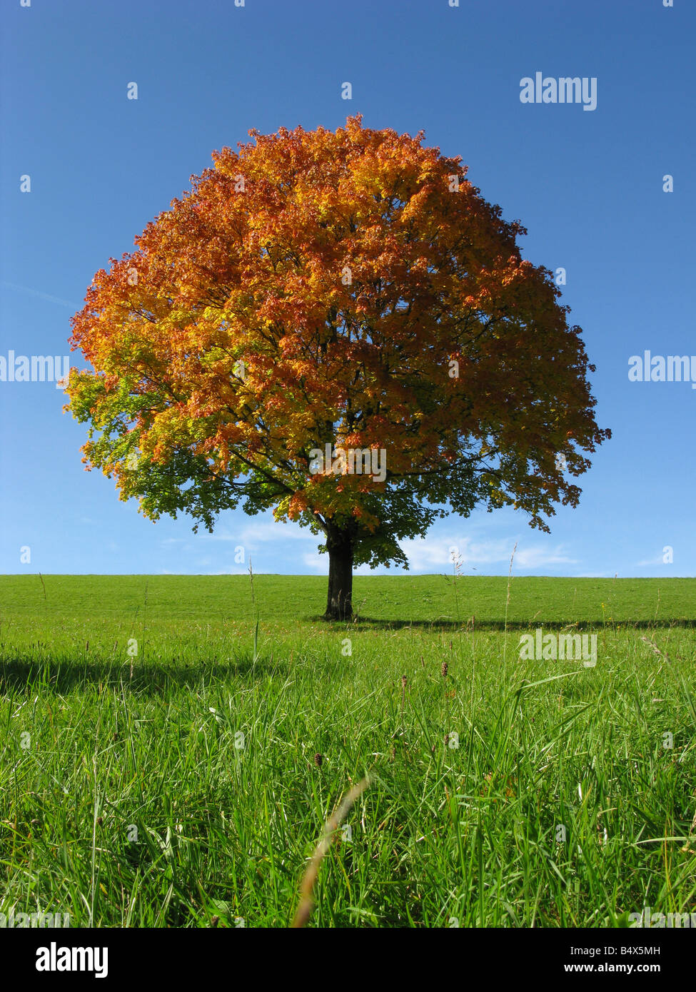 Un árbol solitario en otoño Foto de stock