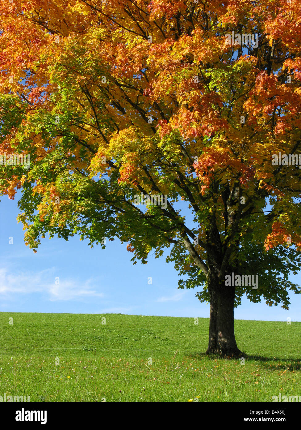 Detalle de un árbol en otoño Foto de stock