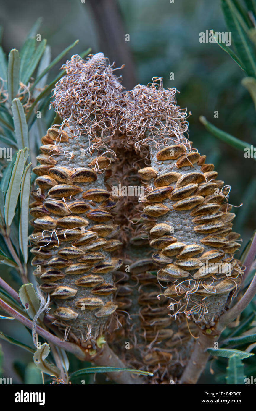 Río Banksia Banksia seminuda costal bajo forma conos de fructificación Banksia Farm Mt Barker, Australia Occidental Septiembre Foto de stock