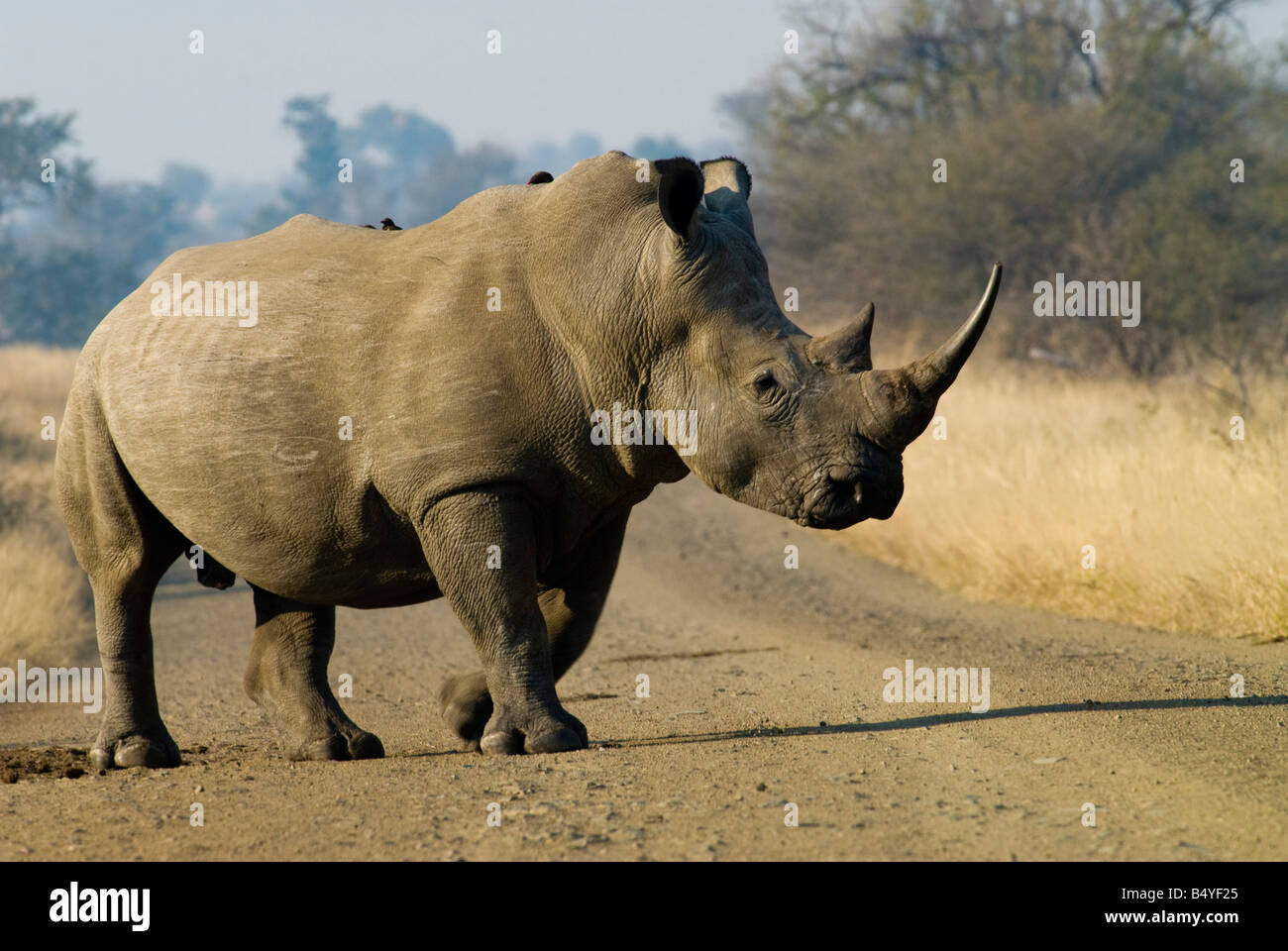 El rinoceronte, el Parque Nacional Kruger, Mpumalanga, Sudáfrica Foto de stock