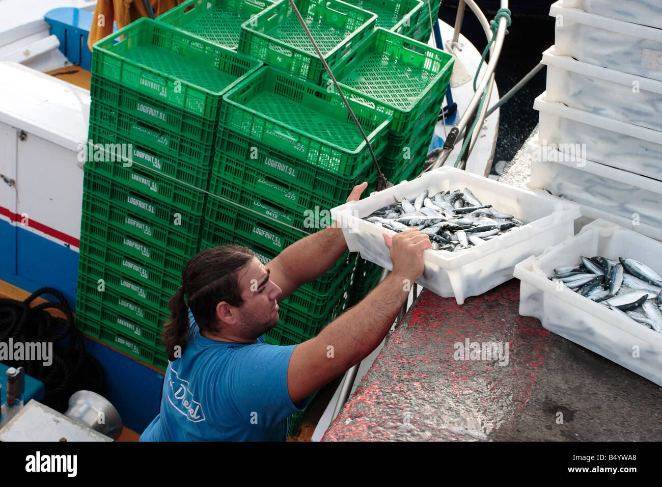 Levantamiento de pescador una caja de sardinas en el muelle en Playa San Juan Tenerife Islas Canarias Foto de stock