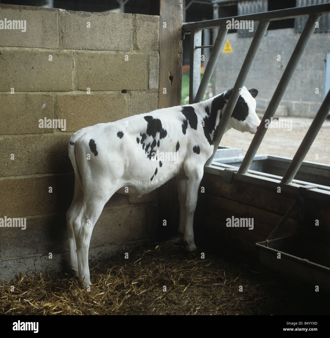Un buen ejemplo de un joven ternero Holstein frisio en una pluma Foto de stock