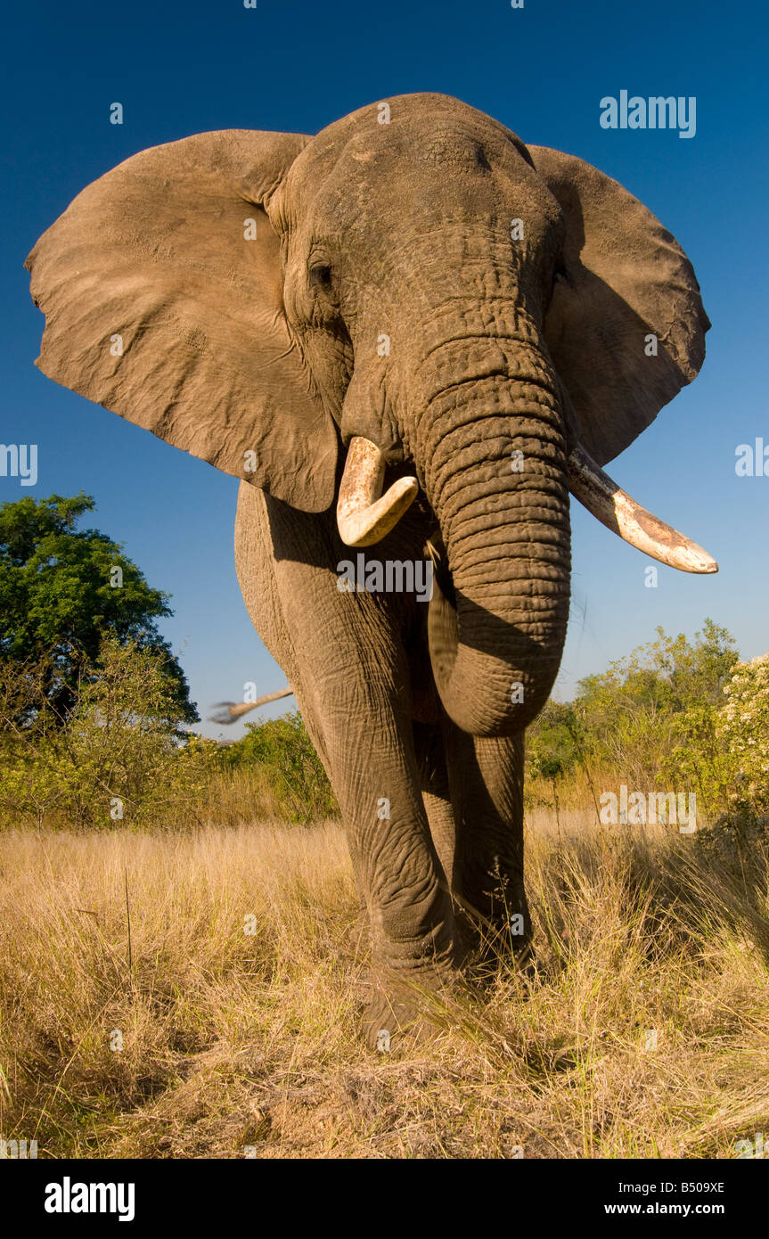 Tembo, santuario de elefantes elefantes Hazyview, Mpumalanga, Sudáfrica Foto de stock
