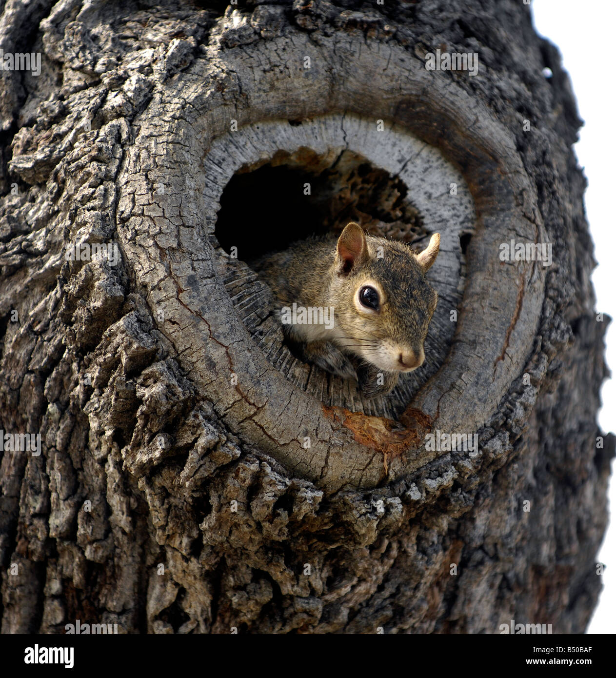 Ardilla gris en un nido de árbol hueco. Foto de stock
