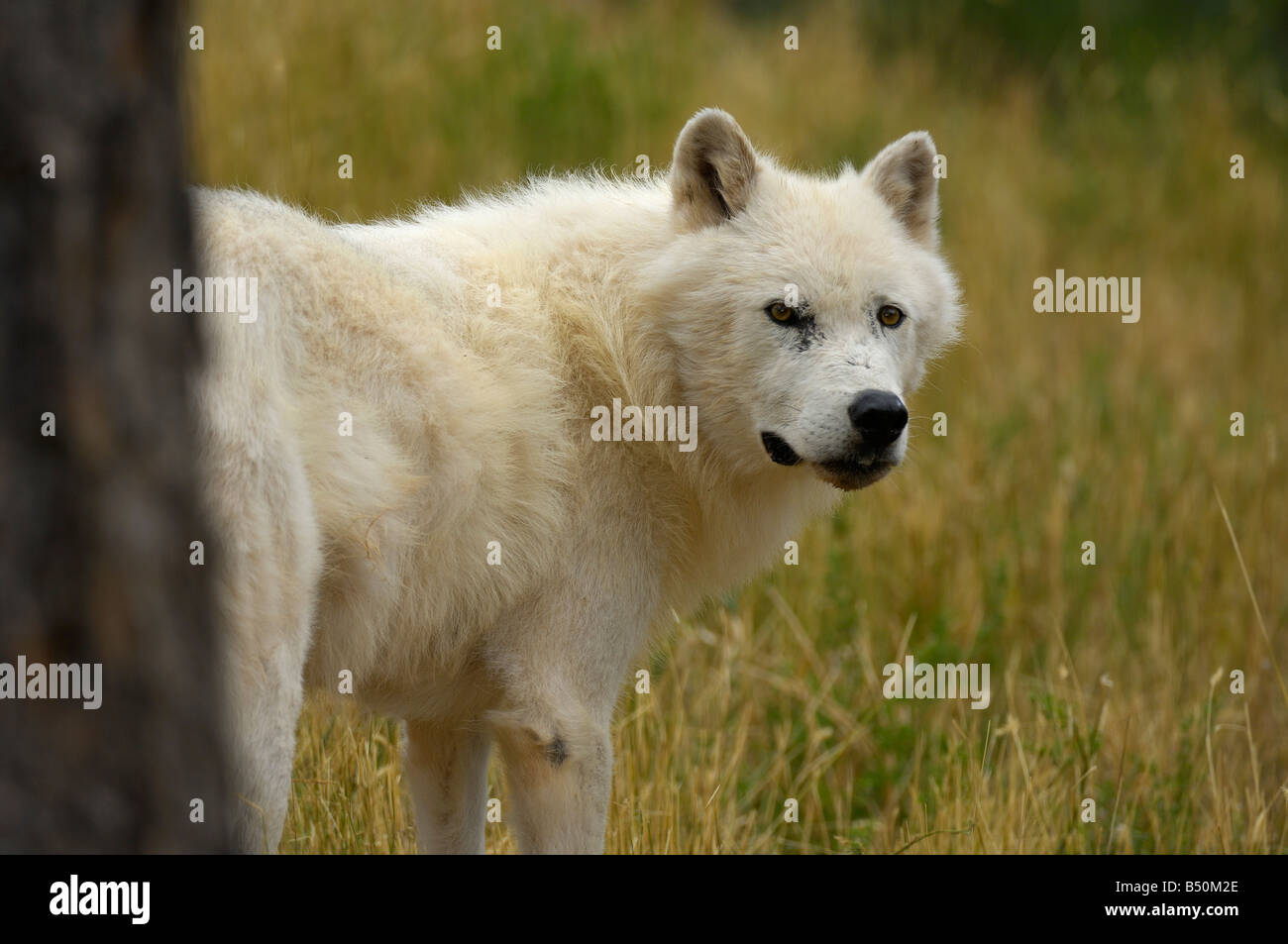 Lobo gris, canis lupus Fotografía de stock Alamy
