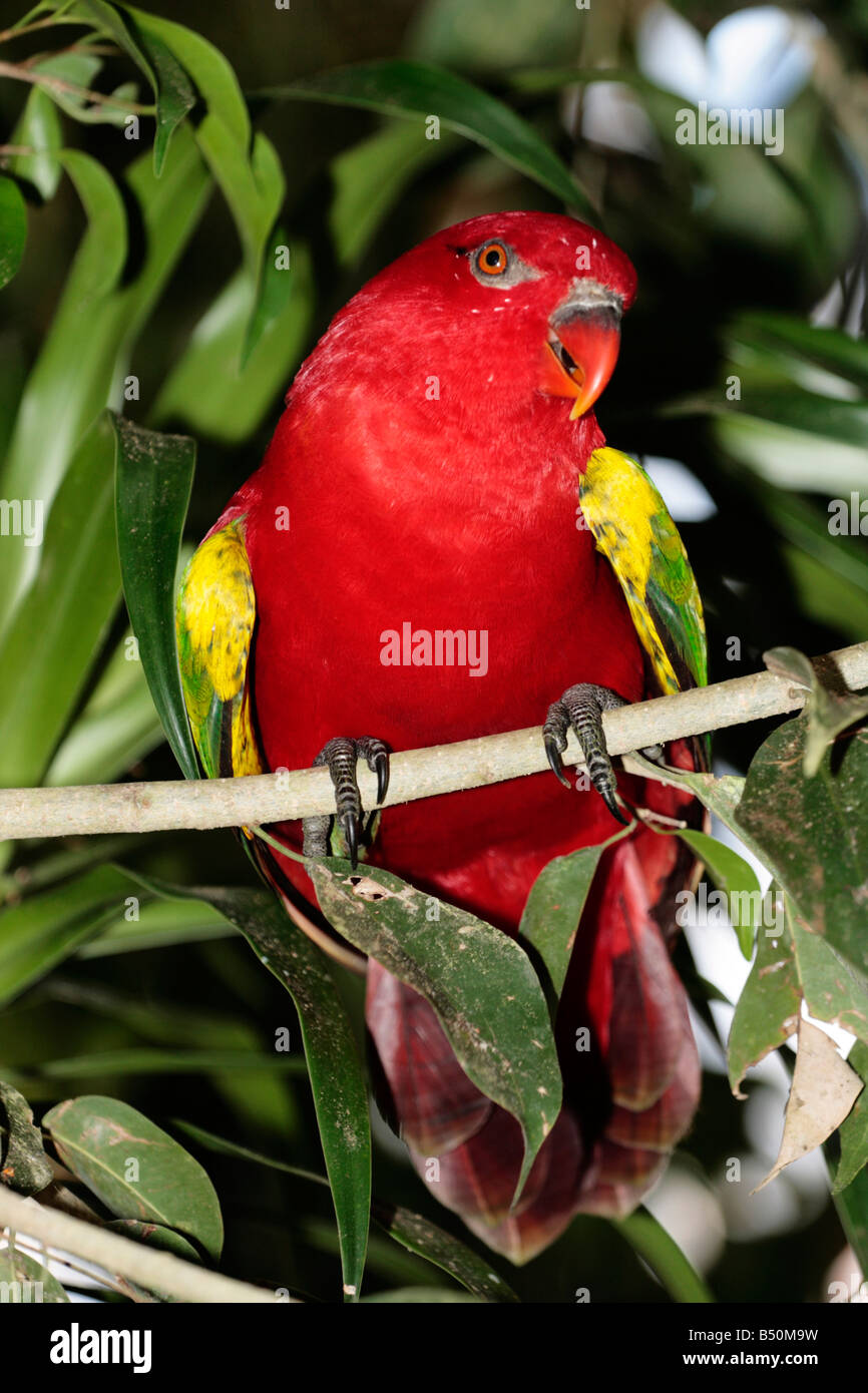 Una red parrot sentado en una rama en verde foliaage Foto de stock