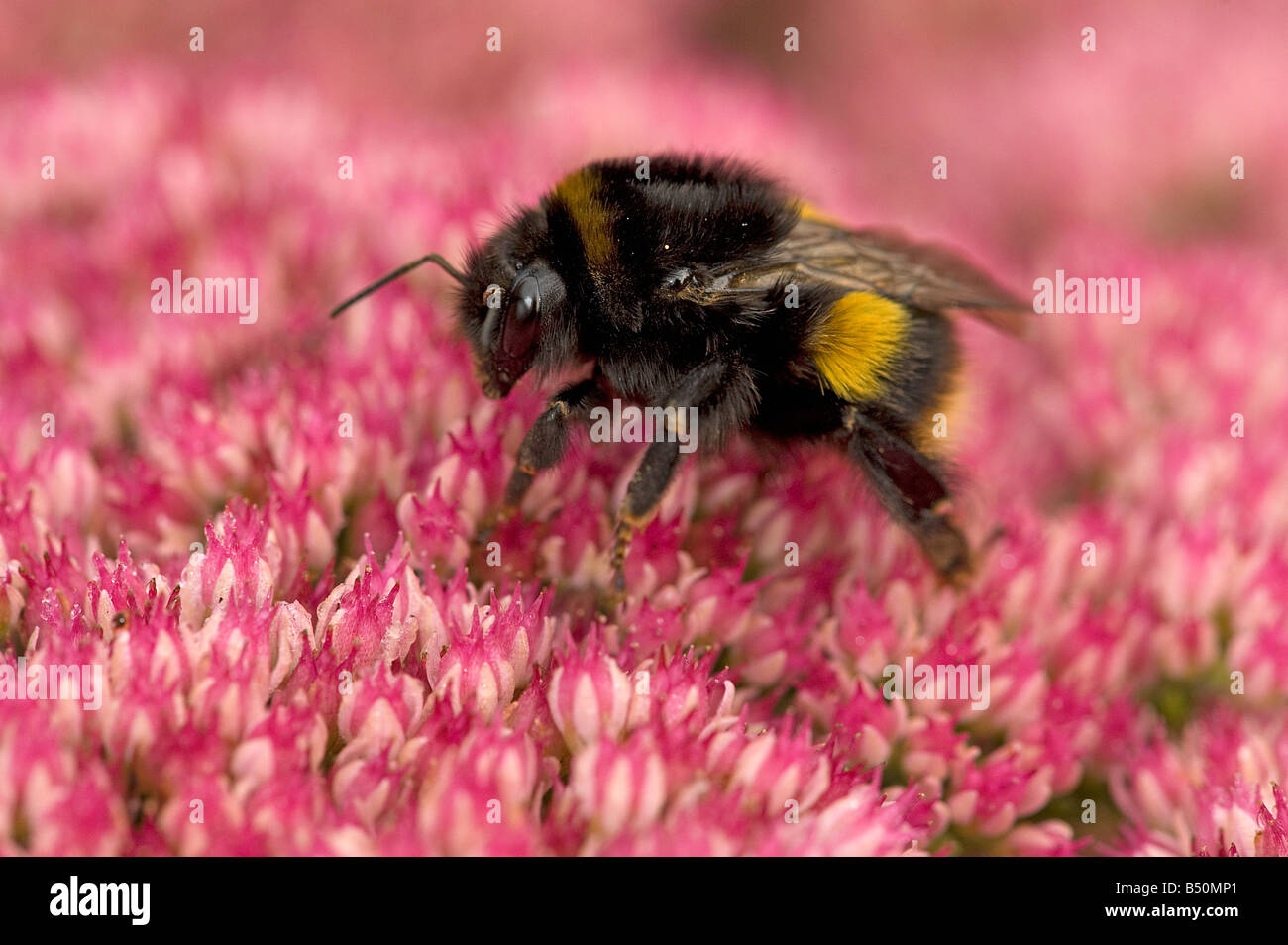 Bumblebee despertarse habiendo pasado la noche en la planta de hielo Sedum spectabile a finales de septiembre Foto de stock