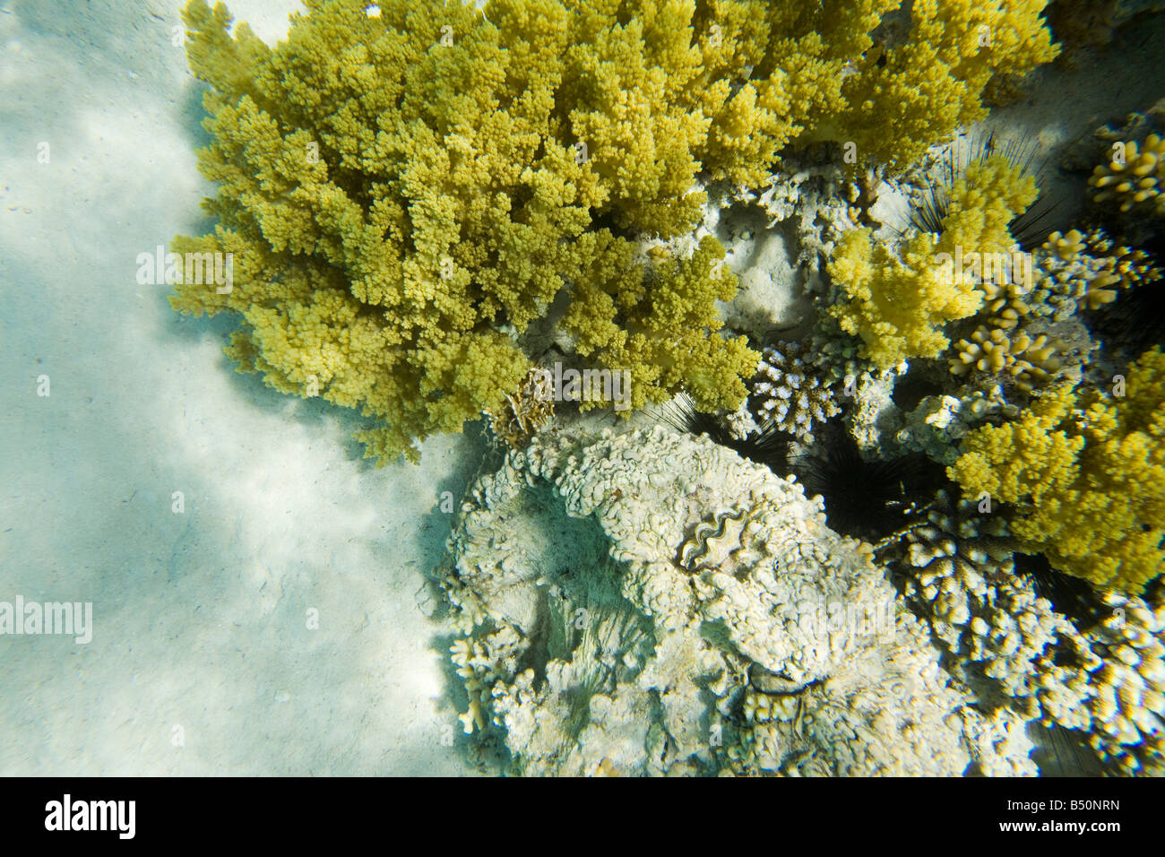 Arrecifes de coral frente a Dahab en el Mar Rojo en Egipto Foto de stock