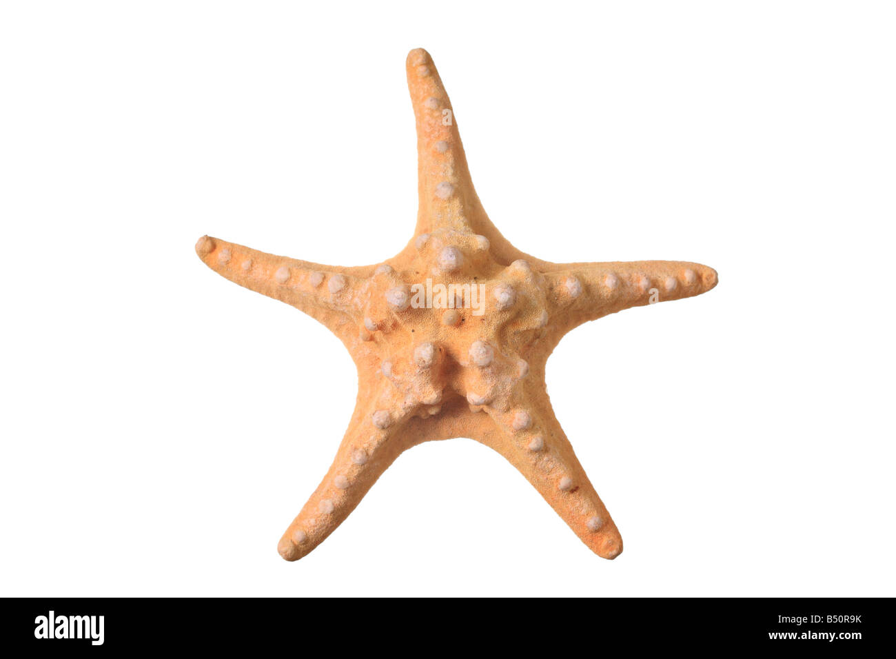Estrella de mar Foto de stock