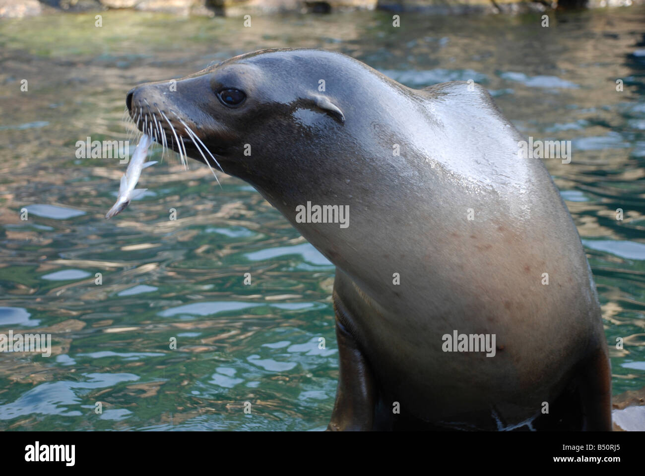 Zoológico de Nueva York, el Sealion come pescado Foto de stock