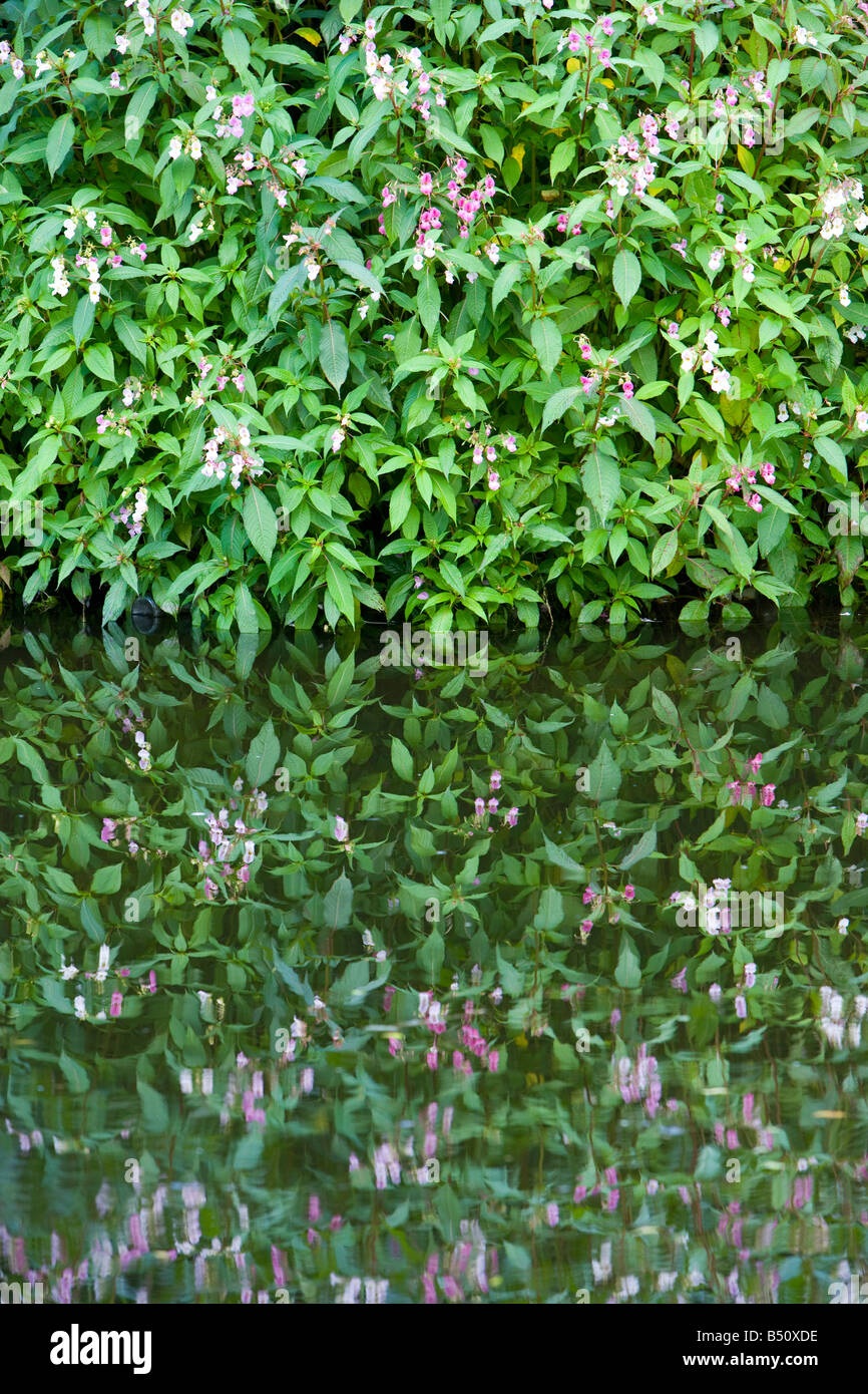 Bálsamo del Himalaya, Impatiens glandulifera, creciendo por un canal. UK Foto de stock