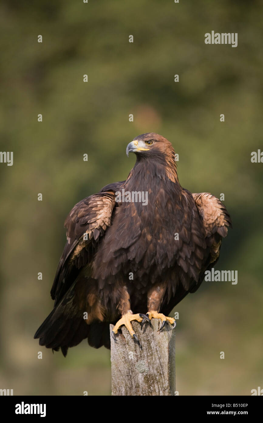 Águila real Aquila chrysaetos encaramado Foto de stock