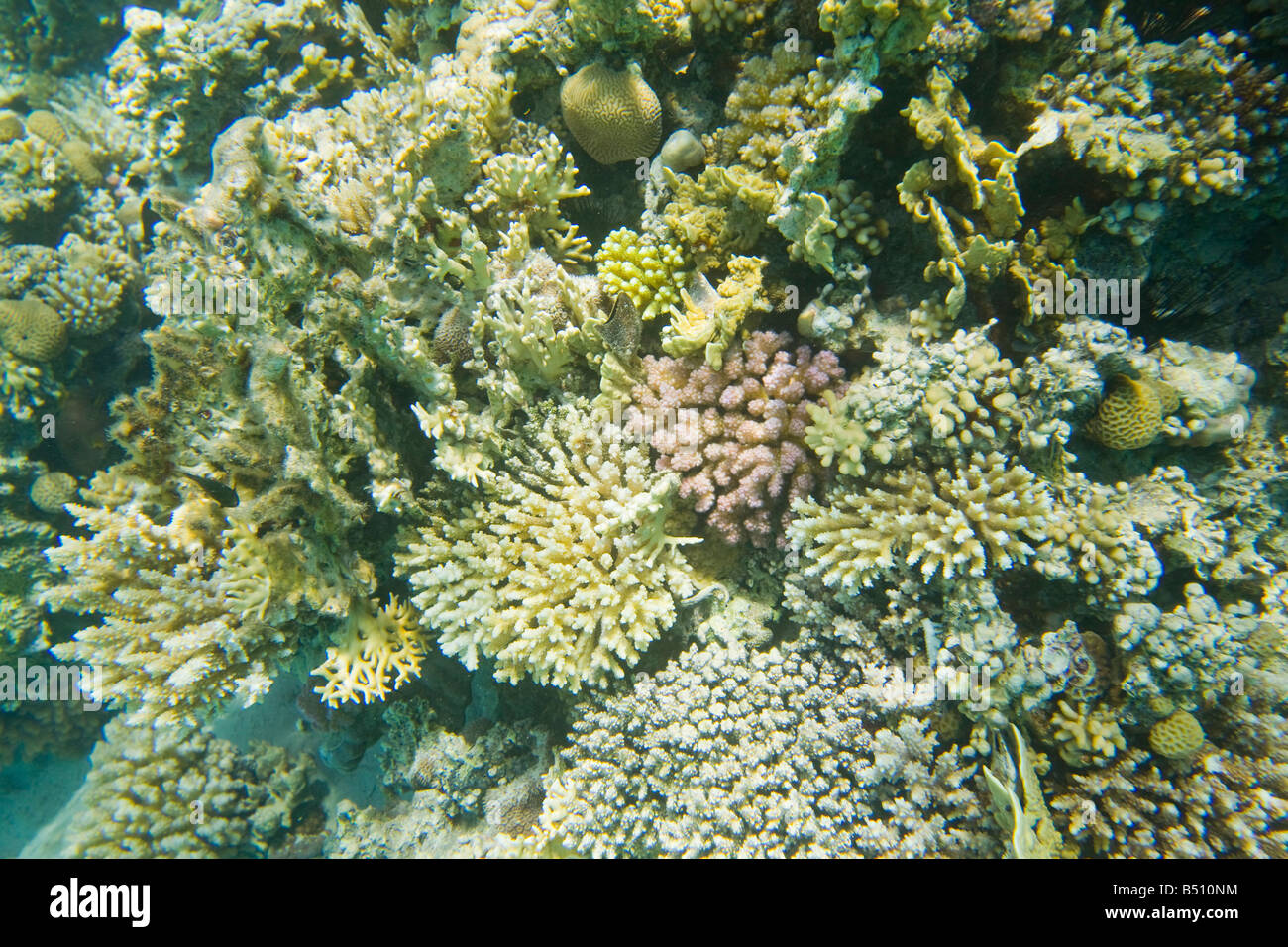 Arrecifes de coral frente a Dahab en el Mar Rojo en Egipto muestran signos de blanqueamiento de coral Foto de stock