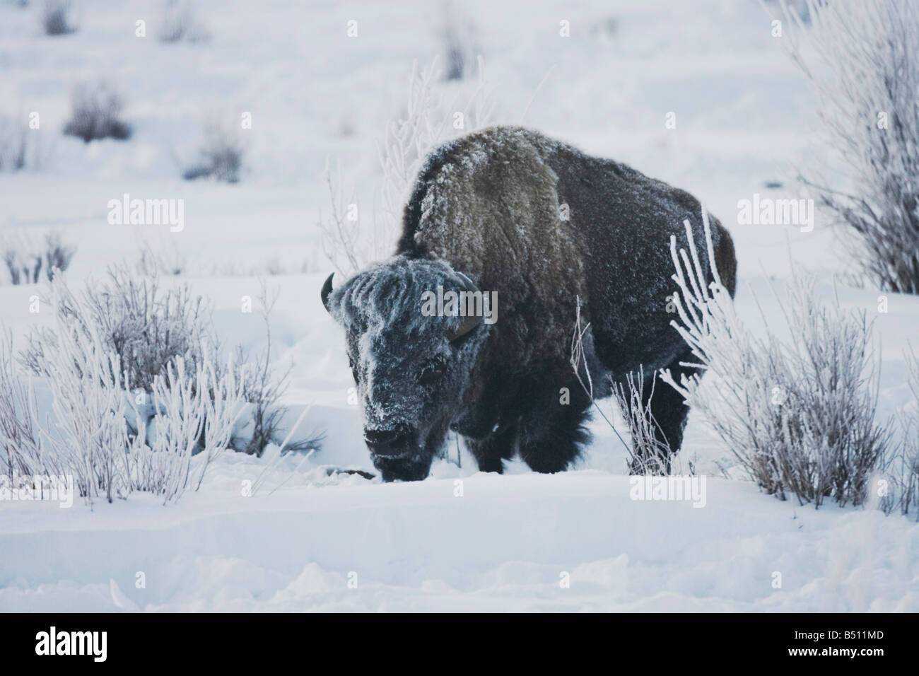 American Buffalo Bison Bison bison adulto en la nieve el Parque Nacional de Yellowstone en Wyoming USA Foto de stock