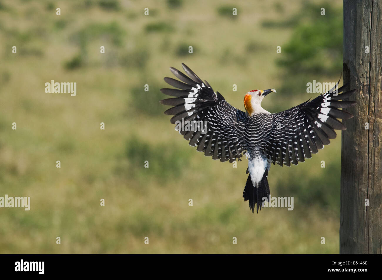 De fachada de oro del pájaro carpintero Melanerpes aurifrons macho en cavidad de anidación Sinton Corpus Christi Coastal Bend Texas USA Foto de stock