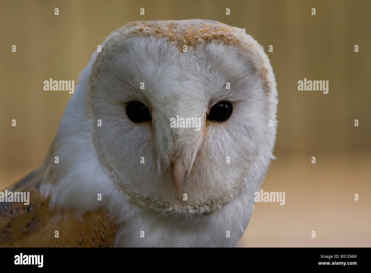 Depredador lechuza fotografías e imágenes de alta resolución Alamy