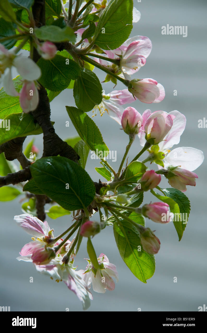 Apple Blossom en primavera Foto de stock
