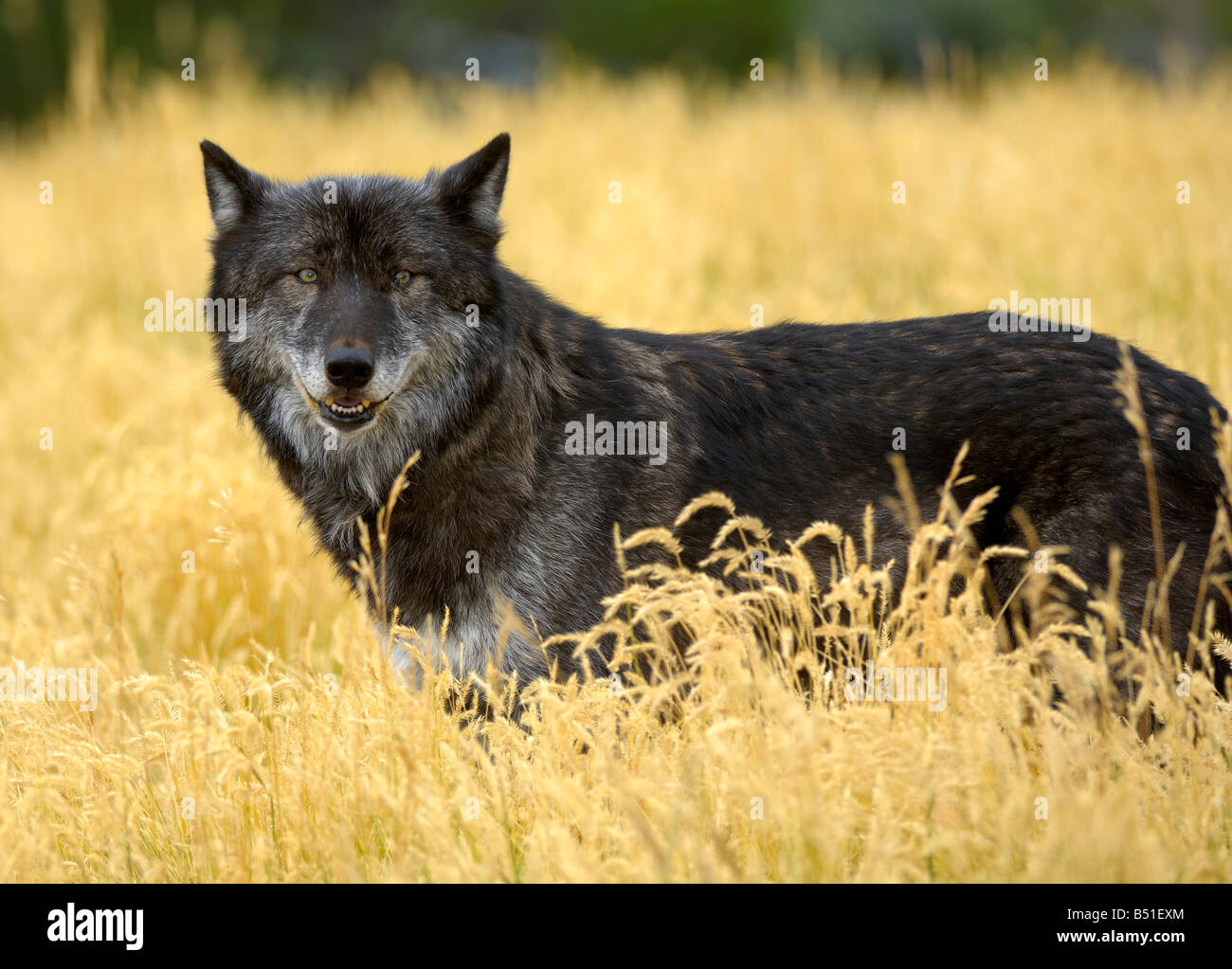 Lobo gris, canis lupus Foto de stock