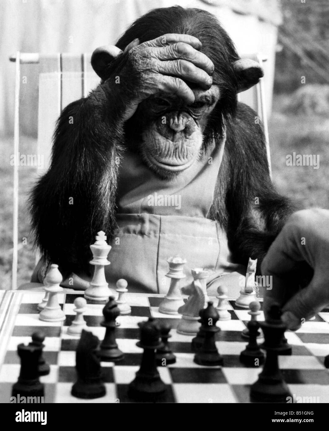 El campeón de chimpancés. Pepe, el campeón de ajedrez de Ciudad del chimpancé, obtiene en algunos graves prácticas de año de los grandes partidos. El 19 de junio Fotografía