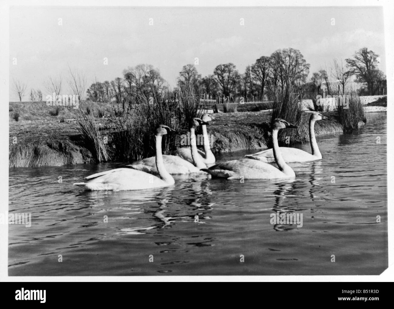 Cisnes Trumpter canadiense presentó a la Queenat el Severn Wildfowl Trust, Sunbridge, Gloucestershire.;12/3/1952;C1236 Foto de stock