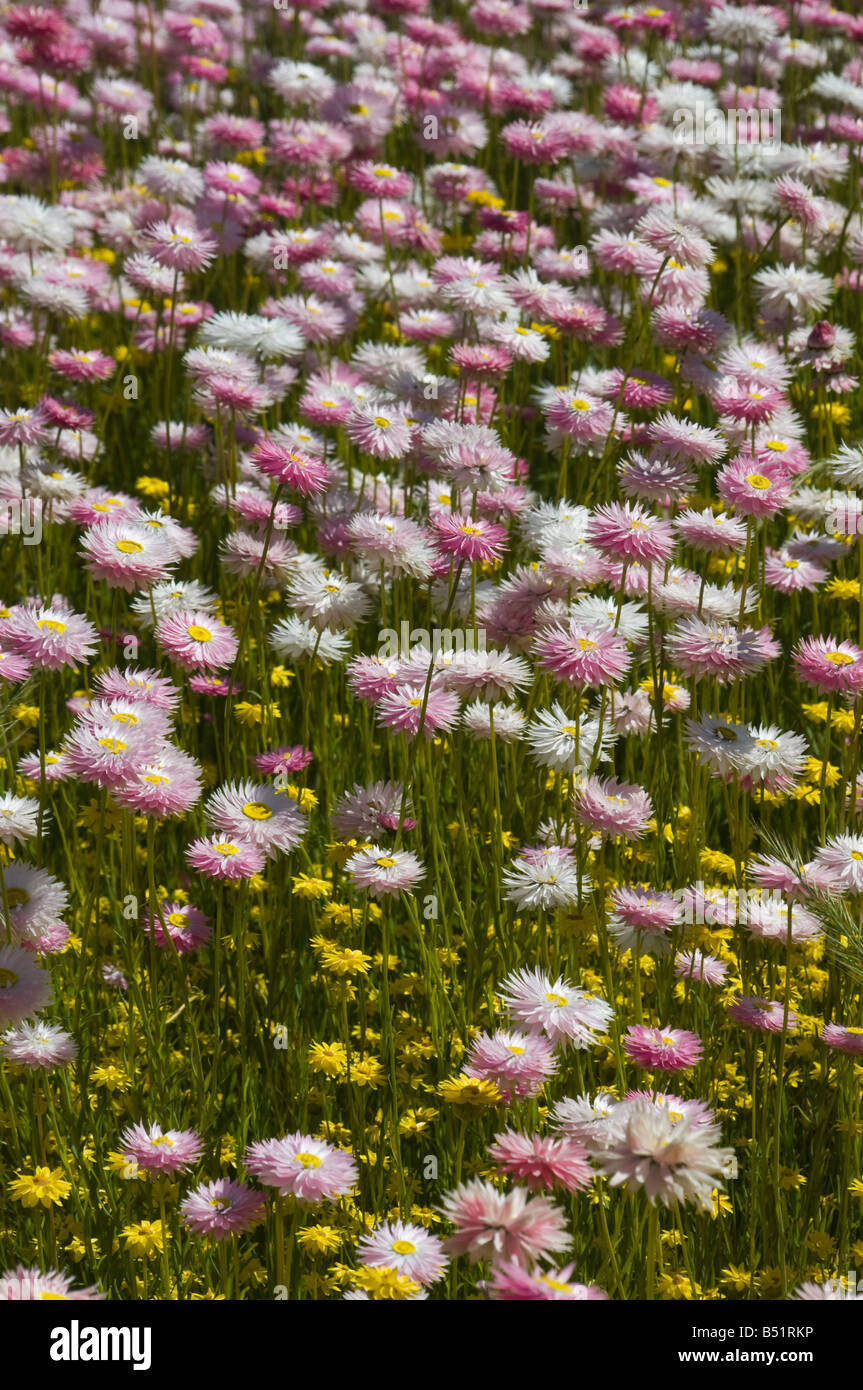 Australia Occidental wildflower Radenthe chlorecephala Foto de stock