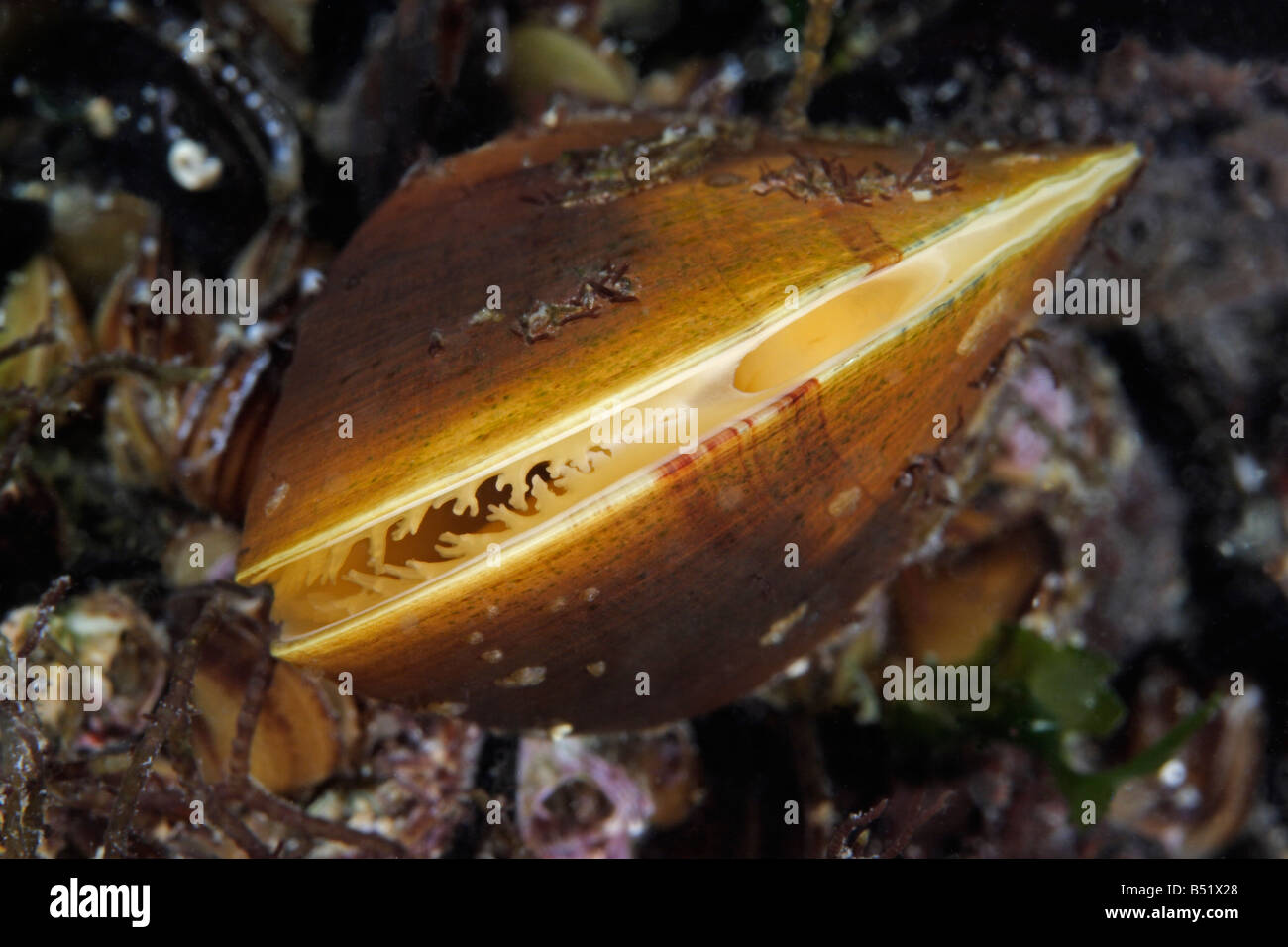 Mytilus edulis mejillón azul mejillón común Foto de stock