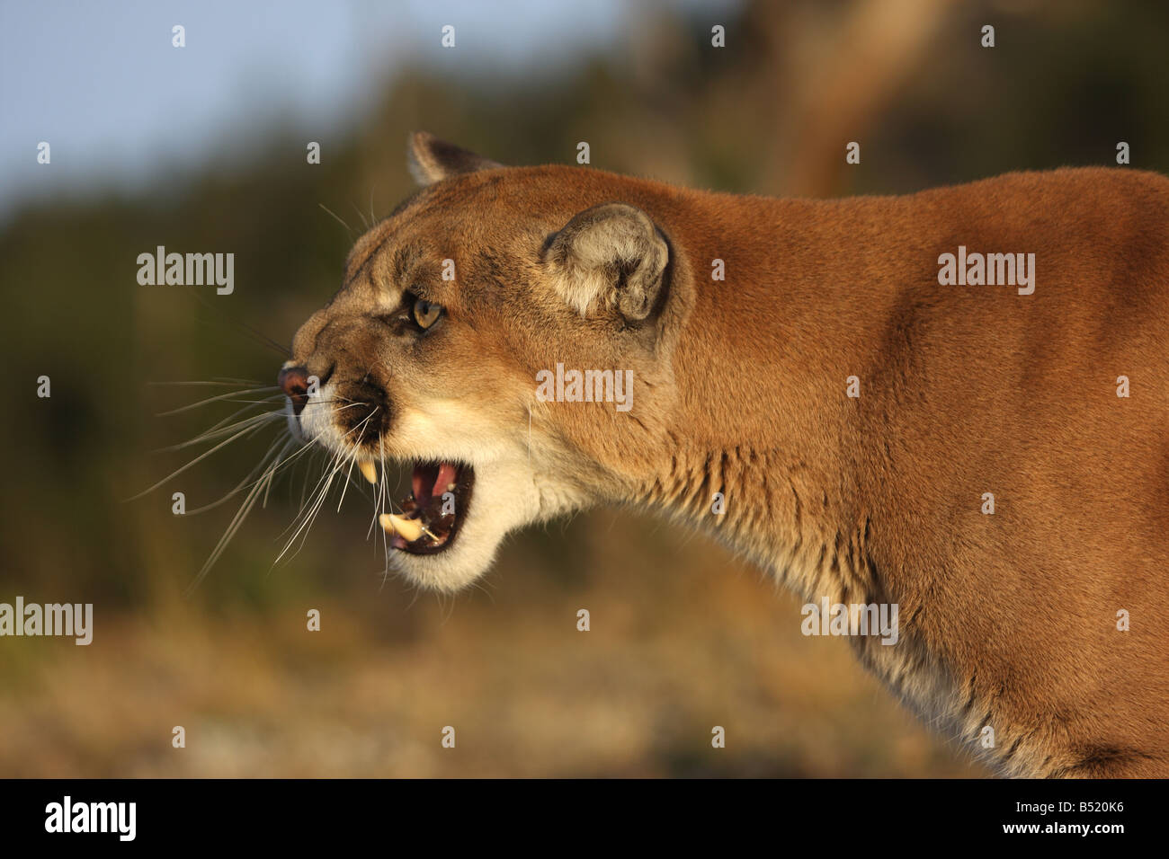 Mountain lion puma snarling e imágenes de - Alamy