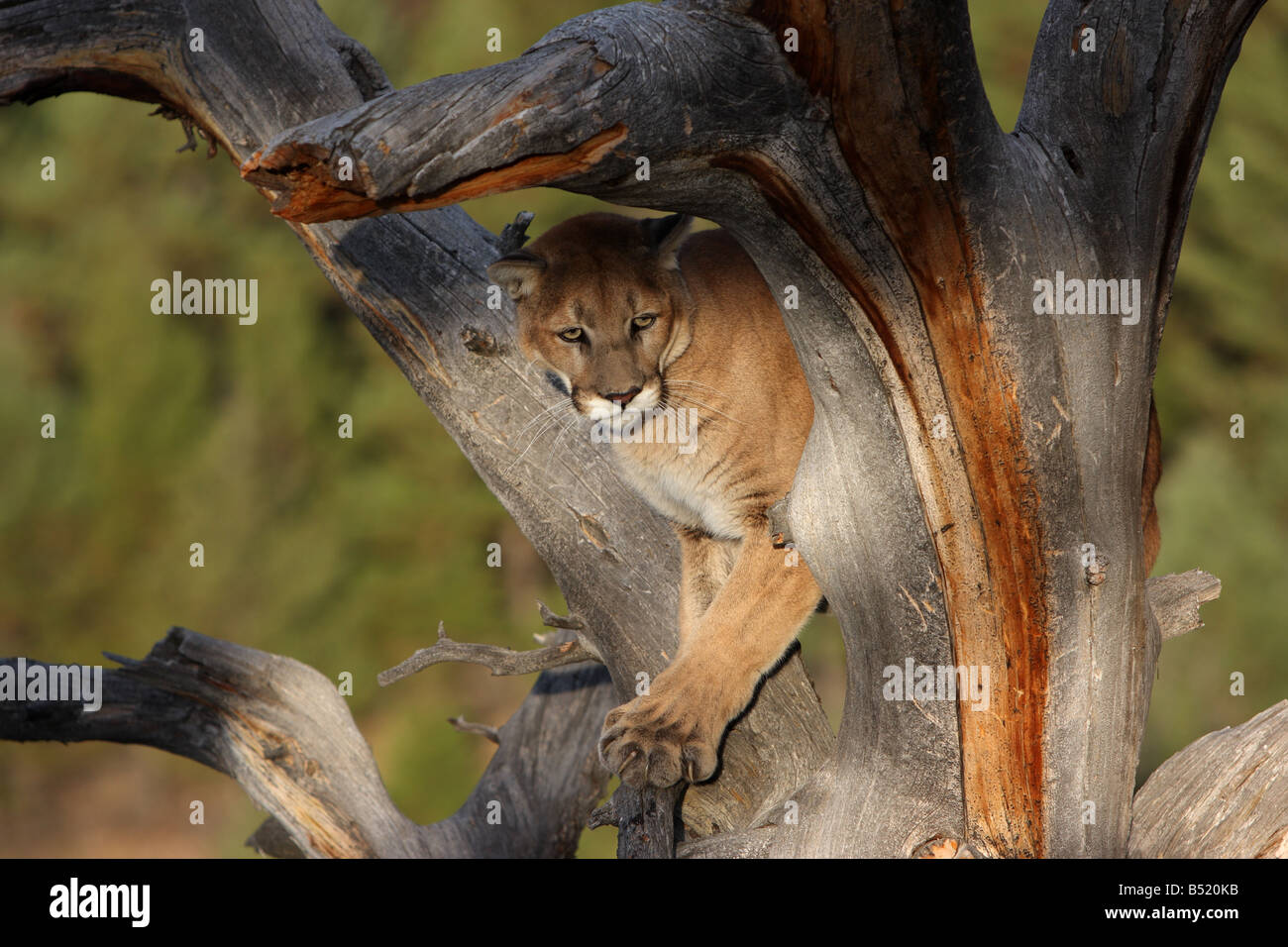 Puma in tree fotografías e imágenes de alta resolución - Alamy