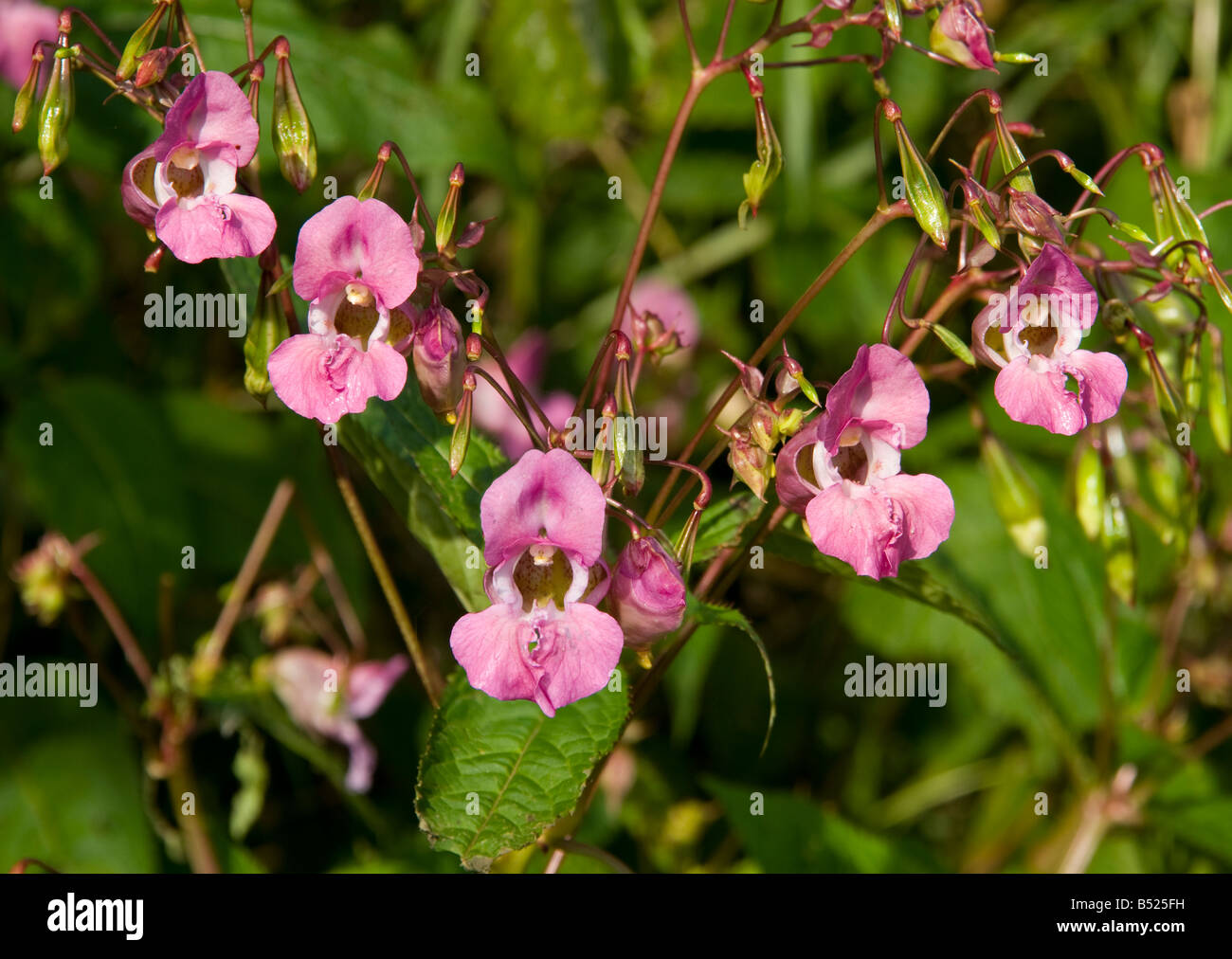 Cabezas de flores de la planta invasora Bálsamo del Himalaya crecen en los bancos del río Tweed Foto de stock