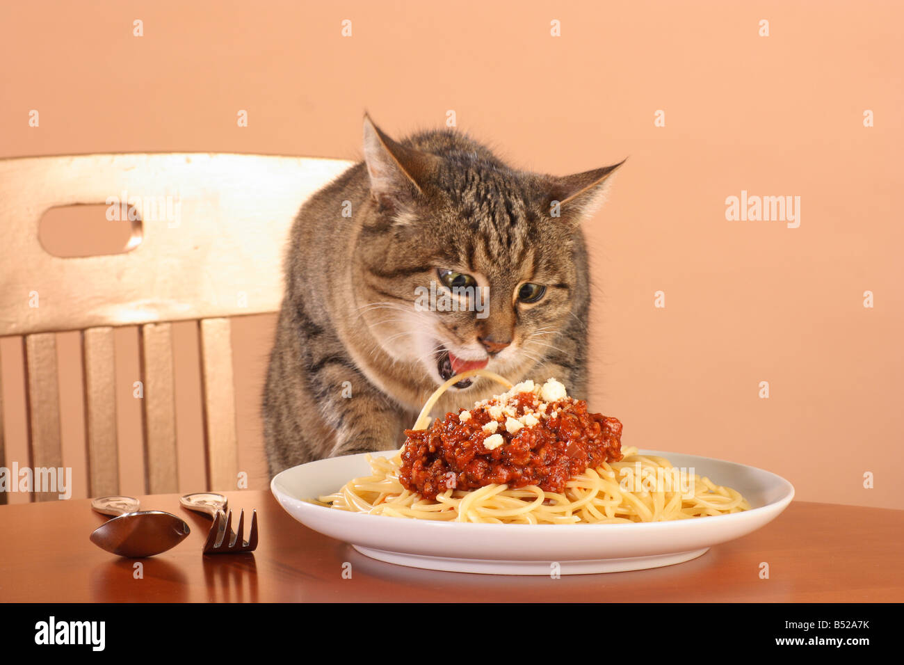 mal hábito: gato doméstico comiendo espagueti de un plato Fotografía de  stock - Alamy
