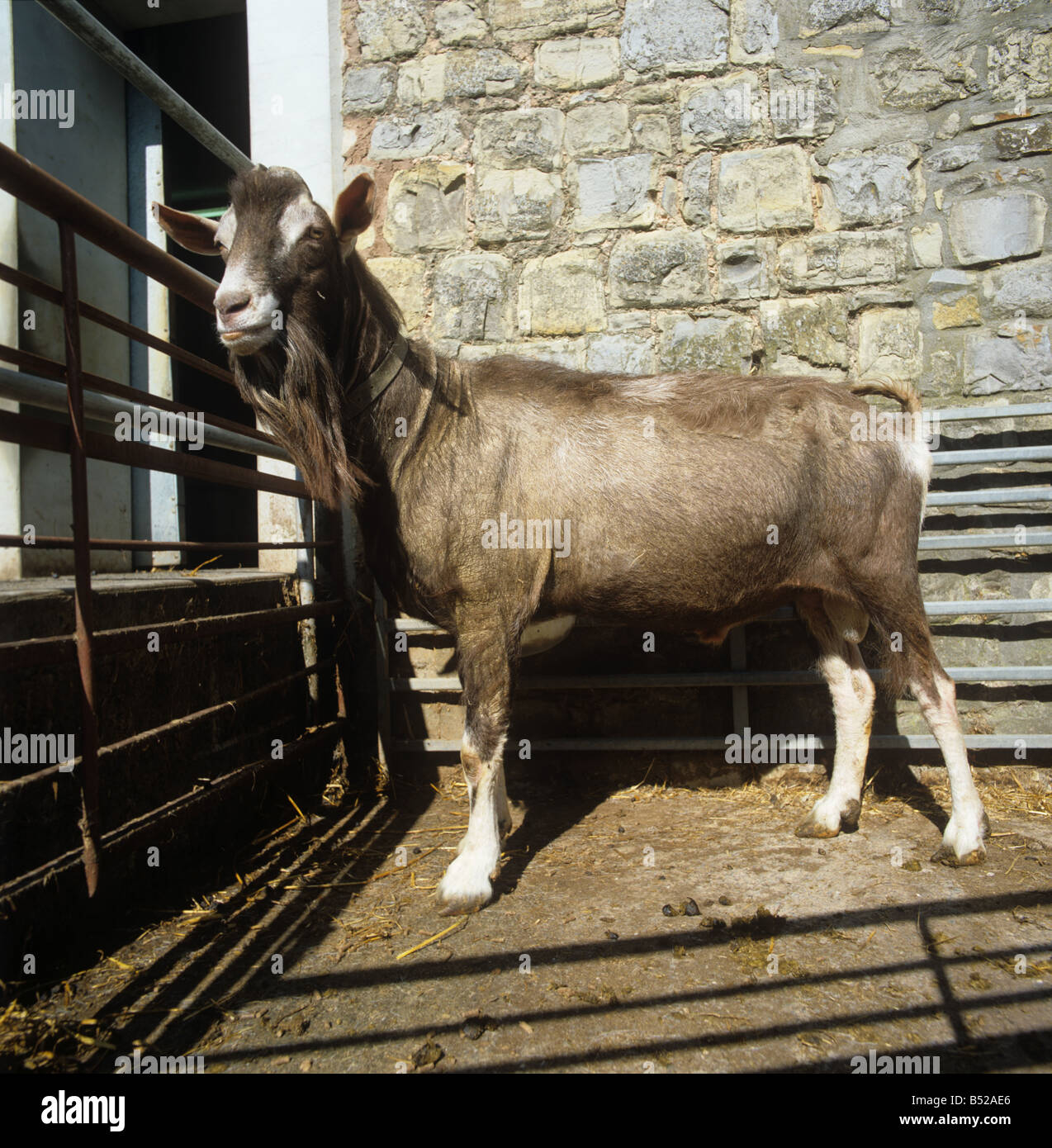 Toggenburg un macho cabrío en un lápiz en un patio de recolección de agua en el centro de cabra de granja Foto de stock