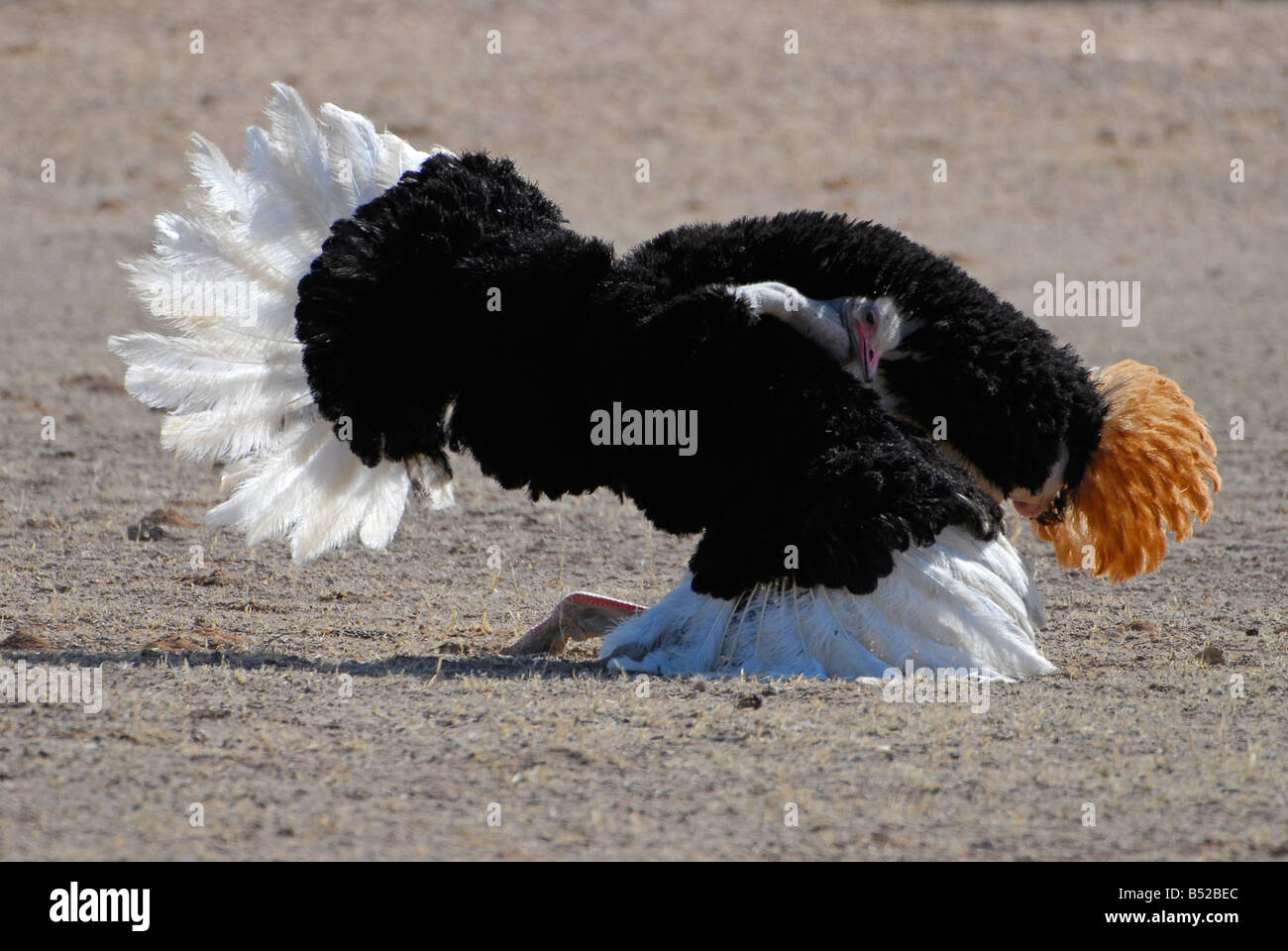 Plumero De La Pluma De La Avestruz Foto de archivo - Imagen de plumas,  polvoriento: 10488838