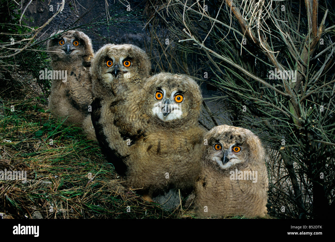 Hibou Grand Duc Fotos E Imagenes De Stock Alamy