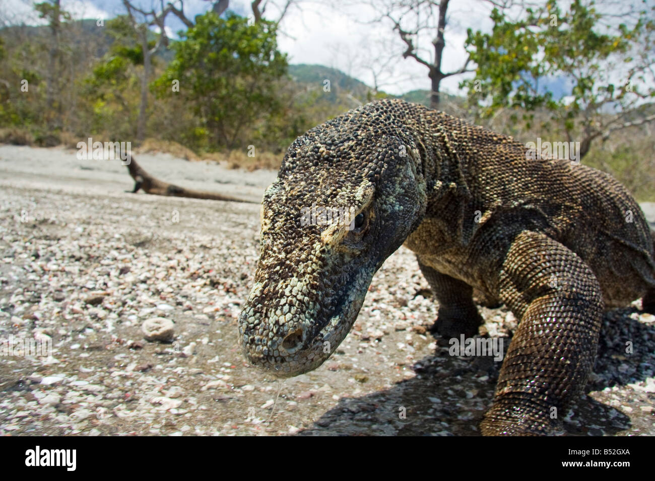 Los dragones de Komodo, Varanus komodoensis, son los reptiles más grandes mundos, la isla Rinca, el Parque Nacional de Komodo (Indonesia). Foto de stock