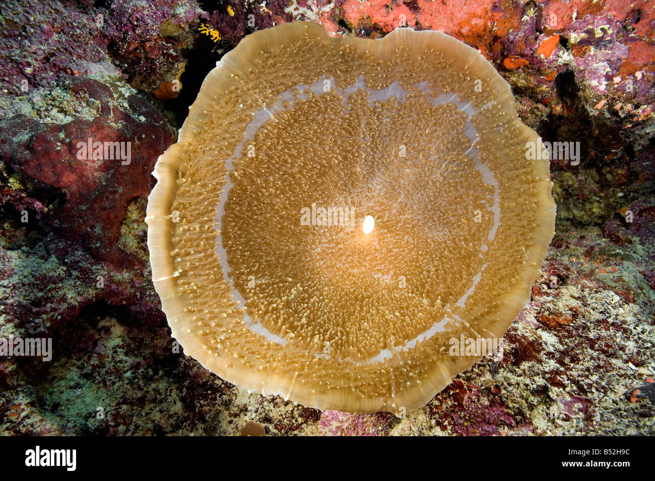 Un gran Corallimorph, Amplexidiscus fenestrafer Foto de stock