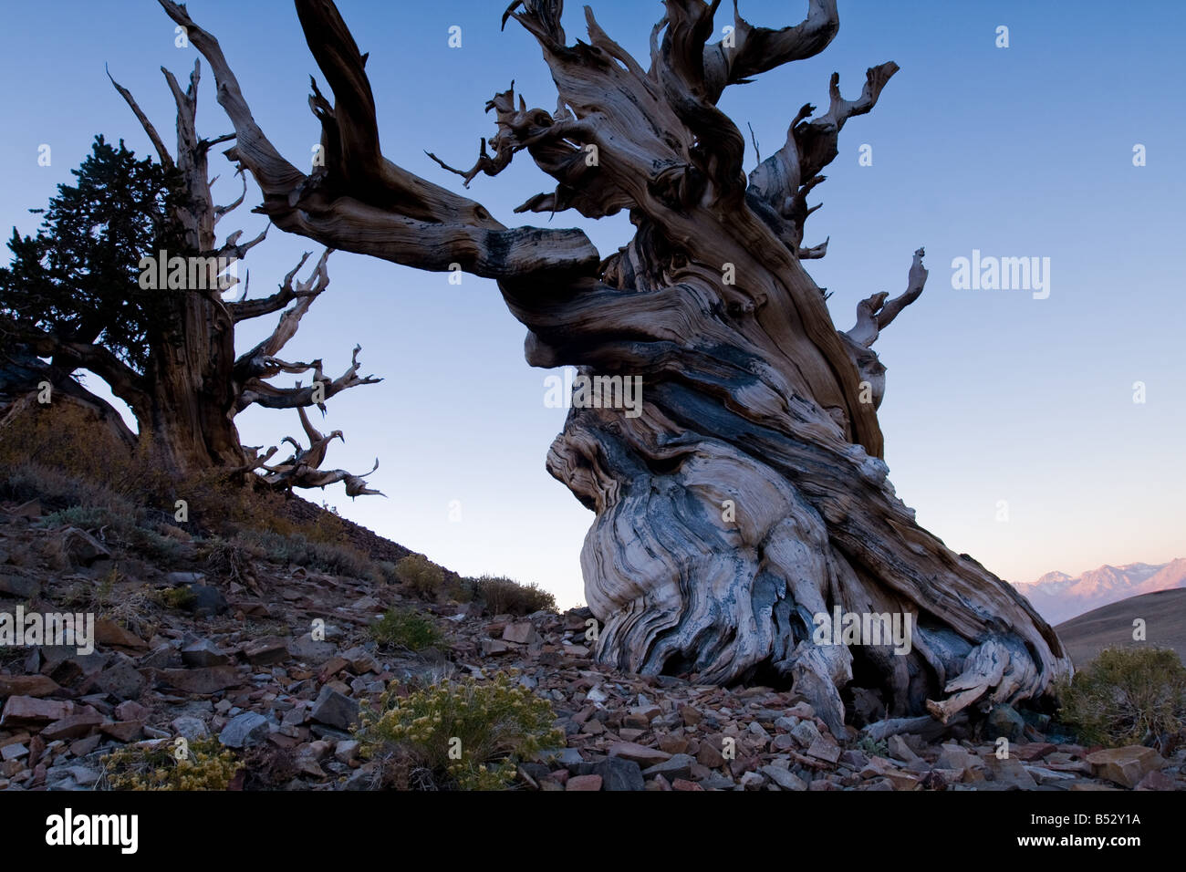 Amanecer, bosque de pinos bristlecone en las Montañas Blancas Foto de stock