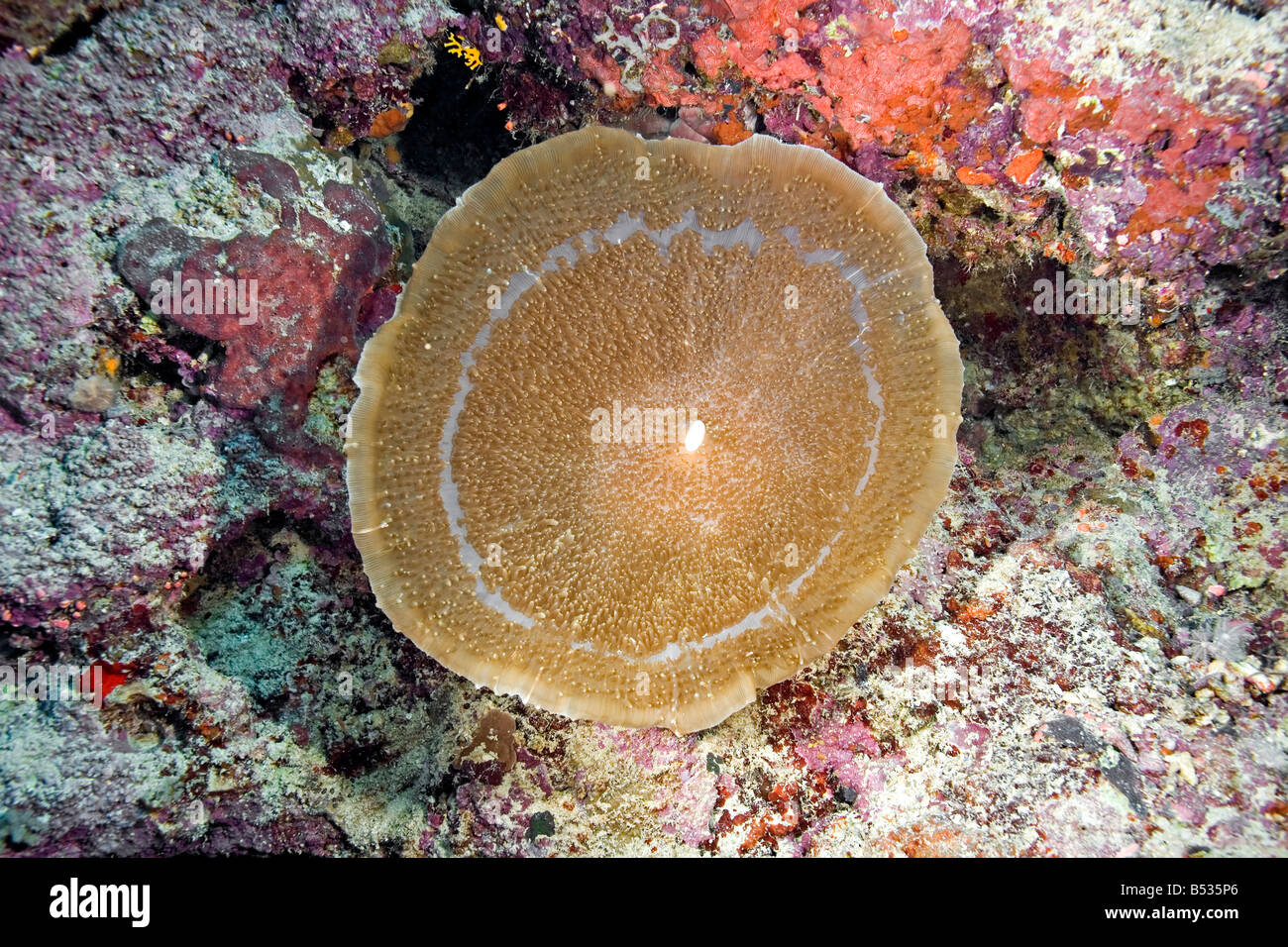 Un gran Corallimorph, Amplexidiscus fenestrafer Foto de stock