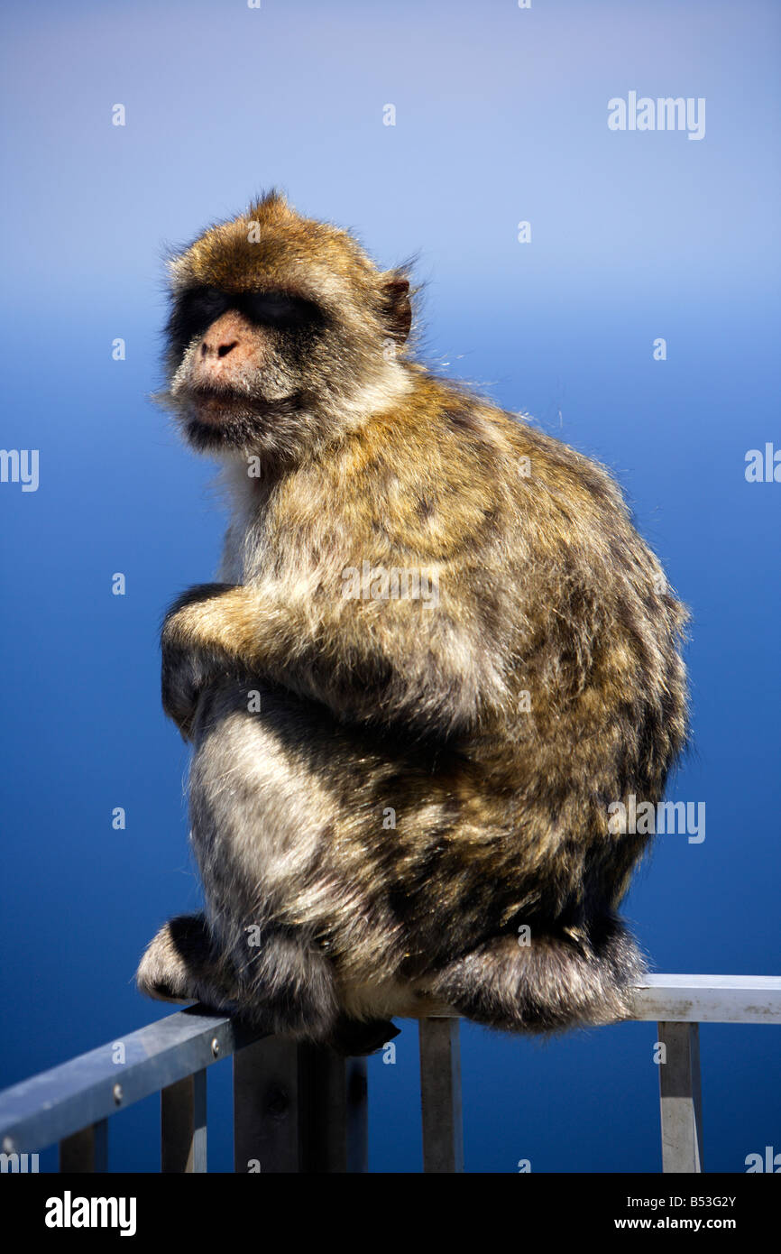 Simios Barbary, Gibraltar Foto de stock