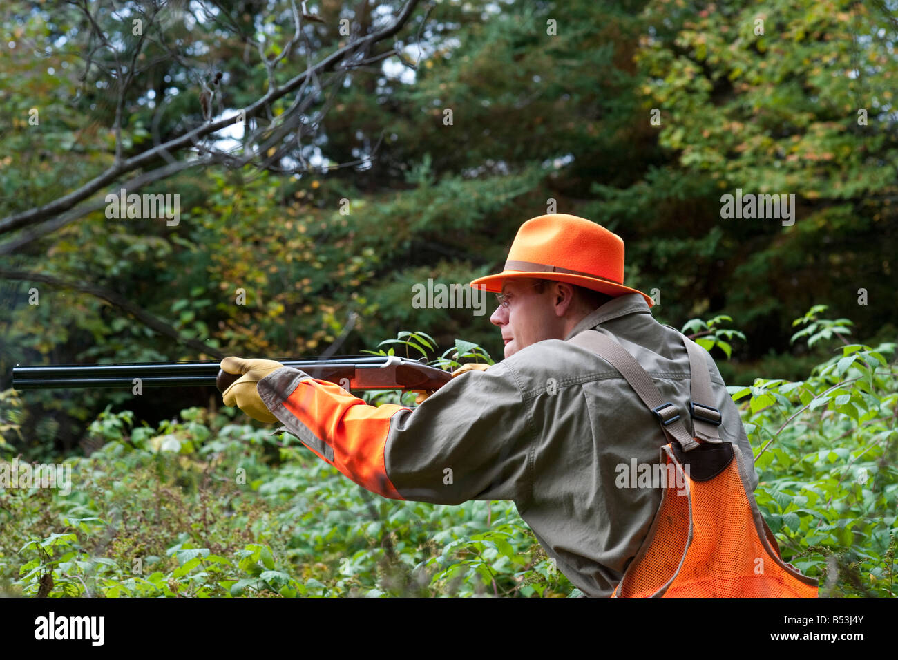 Caza de perdiz de gallo de gallo fotografías e imágenes de alta