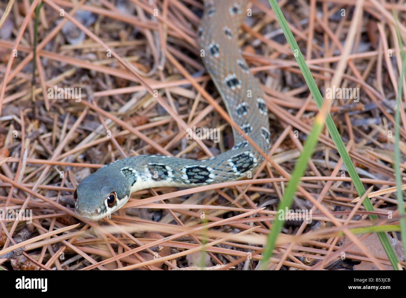 Dahl látigo del Snake, Platyceps najadum Foto de stock